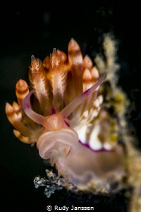 Flabellina by Rudy Janssen 